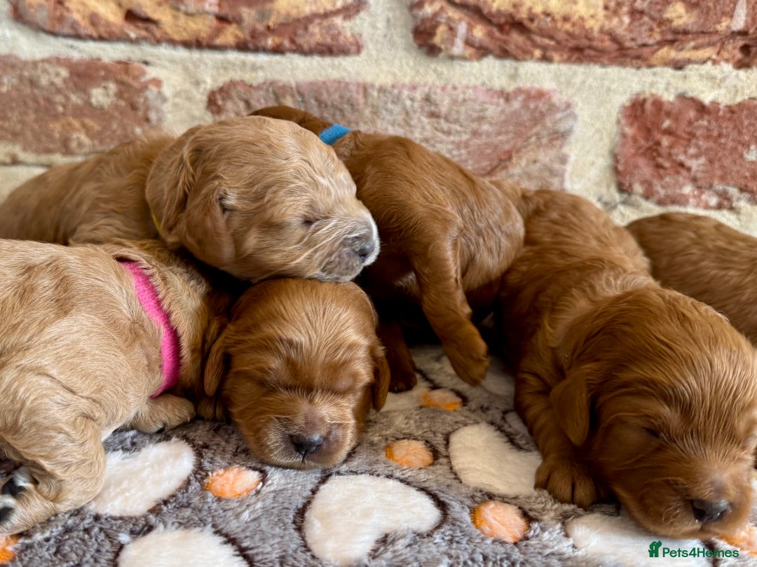 Cavapoo dogs for sale: F1b cavapoos - Image 7