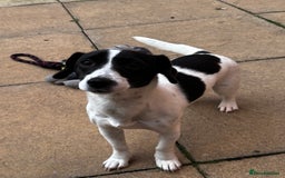 Jack Russell dogs for sale: Beautiful Jack Russell  - Image 1