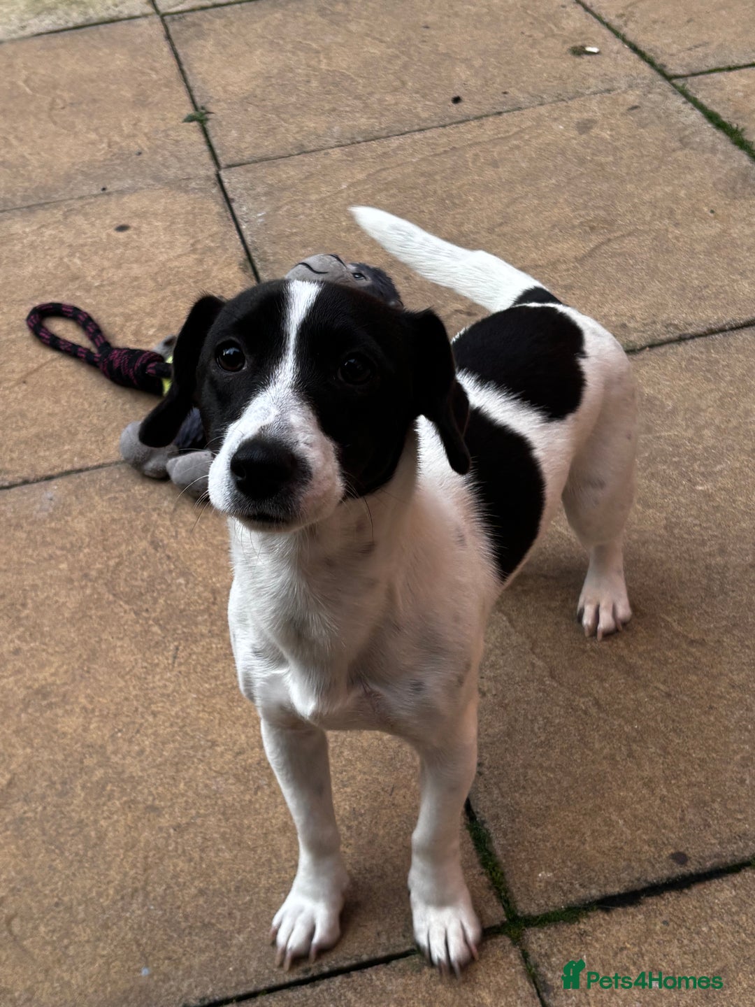 Jack Russell dogs for sale: Beautiful Jack Russell  - Image 1