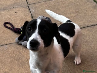 Jack Russell dogs - Advert 1