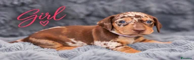 Miniature Dachshund 1