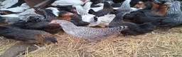 Chickens poultry for sale: Hybrid/Pure breed POL hens for sale! - Advert 2