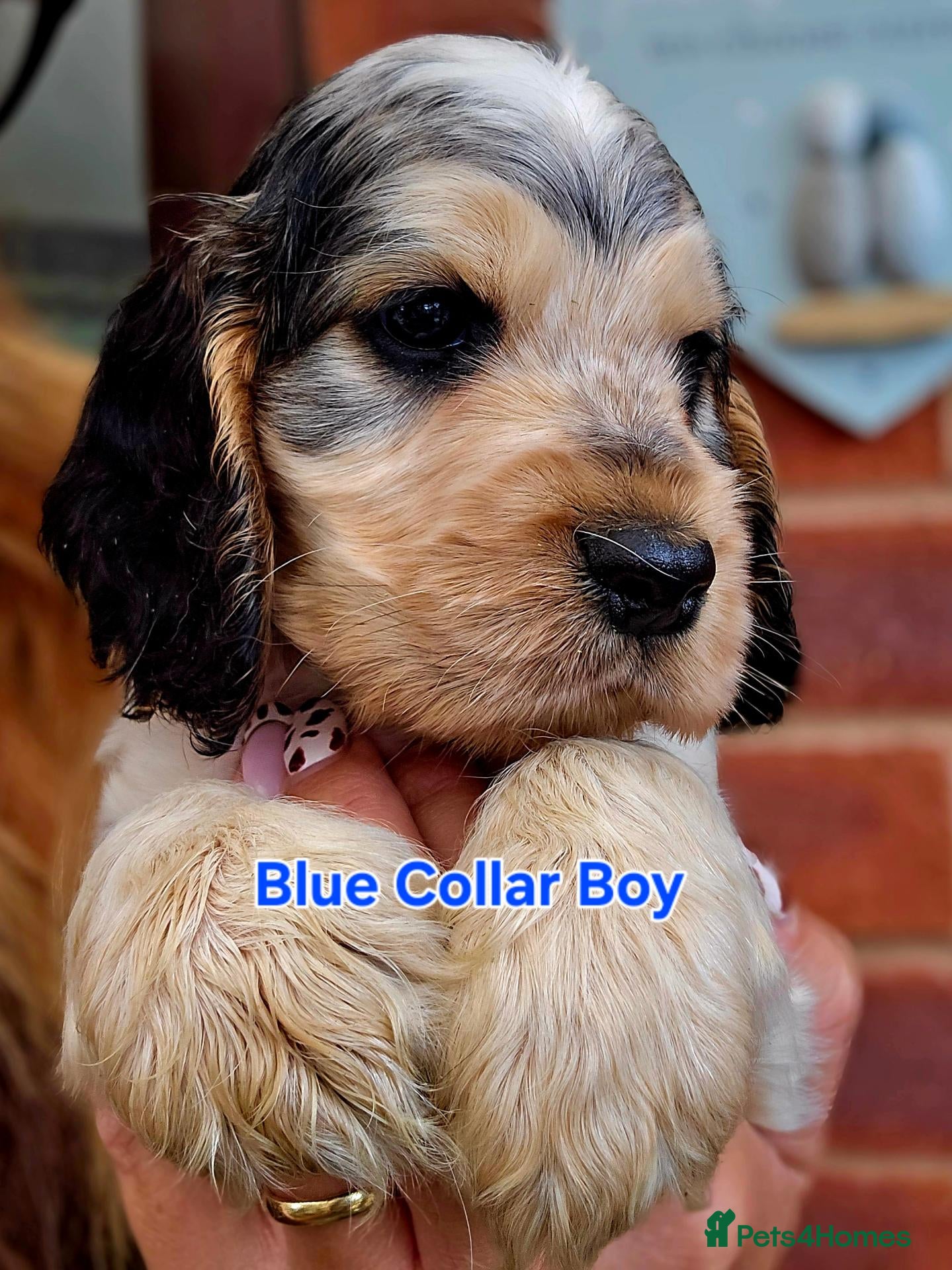 Cocker Spaniel dogs KC Reg Show Cocker Spaniel Pups Health Clear Boys - Advert 1