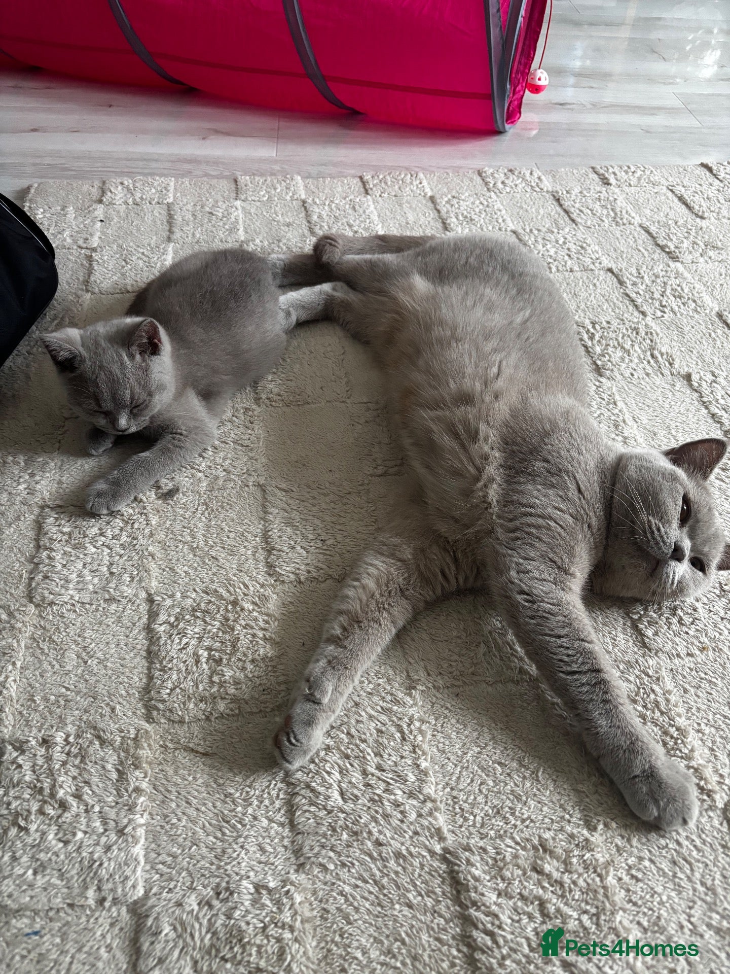 British Shorthair cats GCCF Lilac Male Kitten  - Advert 14
