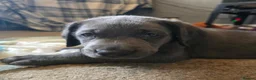 Mixed Breed dogs for sale: Weimaraner cross in Tonypandy - Advert 10
