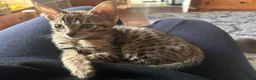 Savannah cats for sale: Beautiful Male Savannah f5 in Alresford - Advert 6