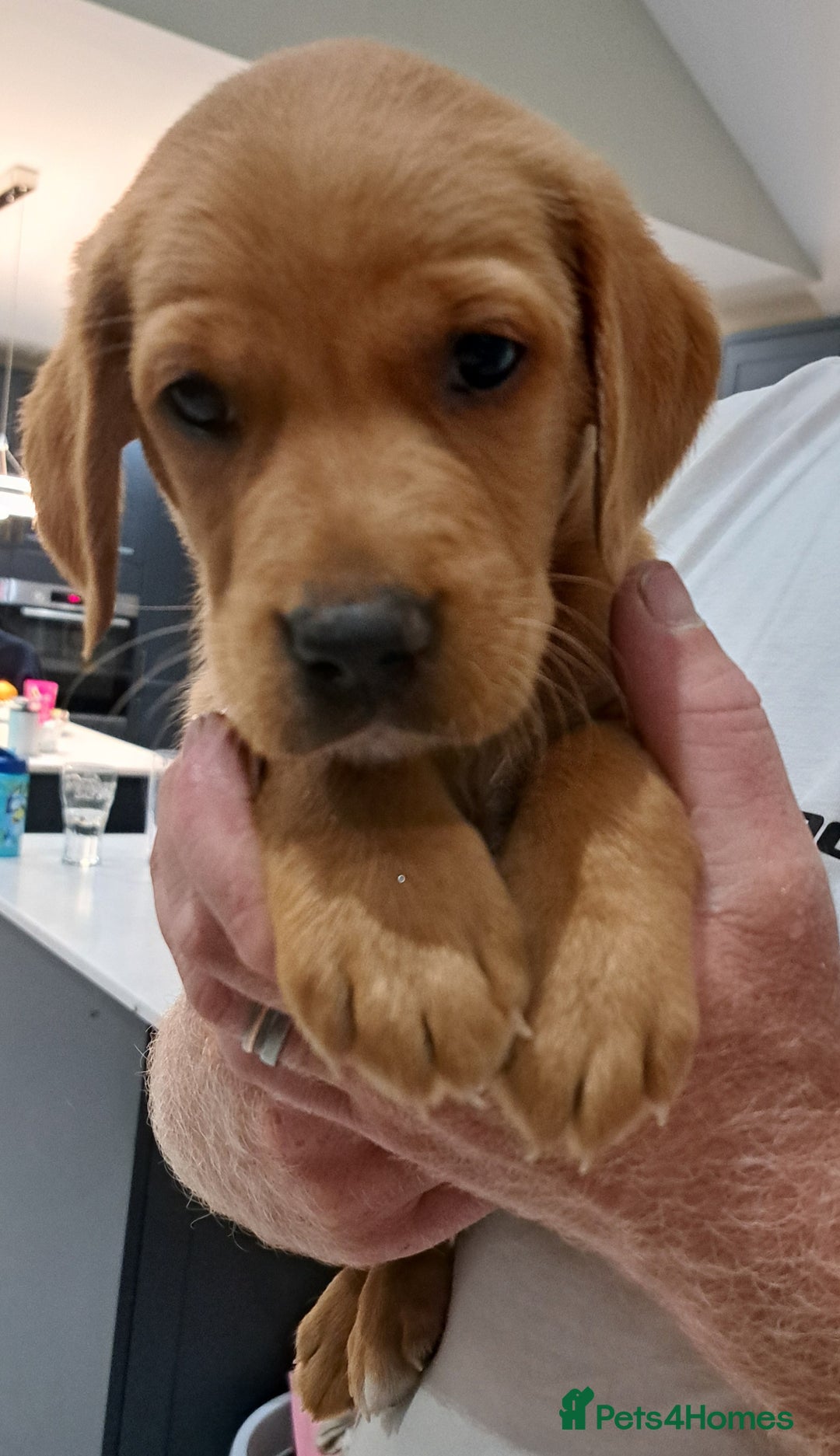 Labrador Retriever dogs for sale: Fox red Labrador 1 boy left  - Image 1