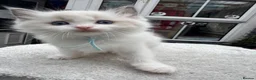 Ragdoll cats for sale: Gccf (champion) ragdoll kittens  - Advert 37