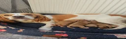 Cockapoo dogs for sale: Cockerpoos puppies for sale - Advert 1