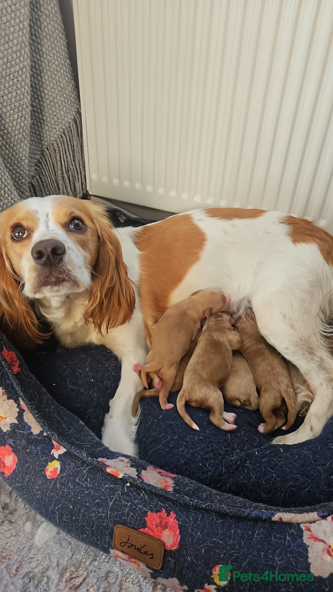 Cockapoo dogs for sale: Cockerpoos puppies for sale - Advert 1