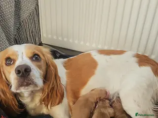 Cockapoo dogs Cockerpoos puppies for sale - Advert 4