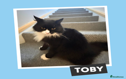 Mixed Breed cats for adoption: Toby wears a Tuxedo - Image 2