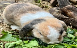 Mini Lop rabbits for sale: Mini Loop girl looking for forever home  in Leatherhead - Image 3