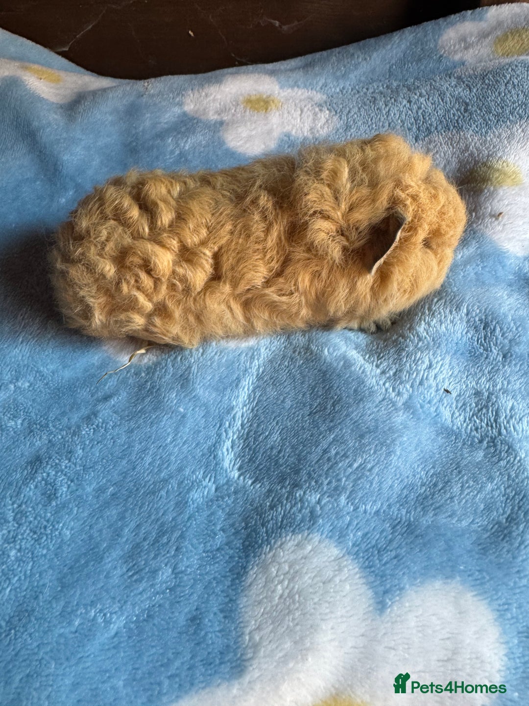 Guinea Pig rodents for sale: Swiss male baby guinea pigs  - Image 4