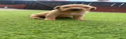 Labrador Retriever dogs for sale: Labrador puppies - Advert 3