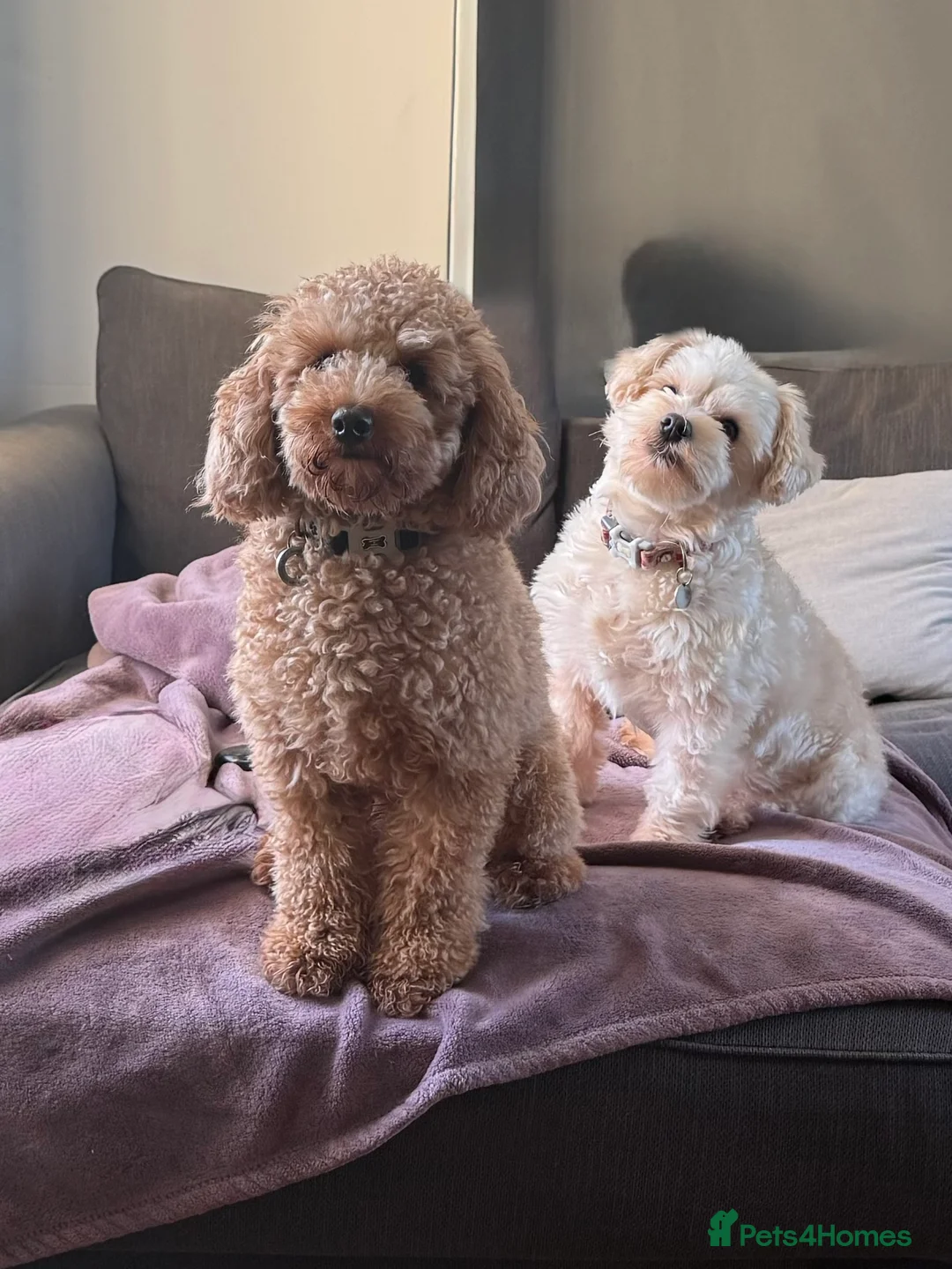 Schnoodle dogs for sale: F1 Toy Mega Coat Schnoodles - Advert 8