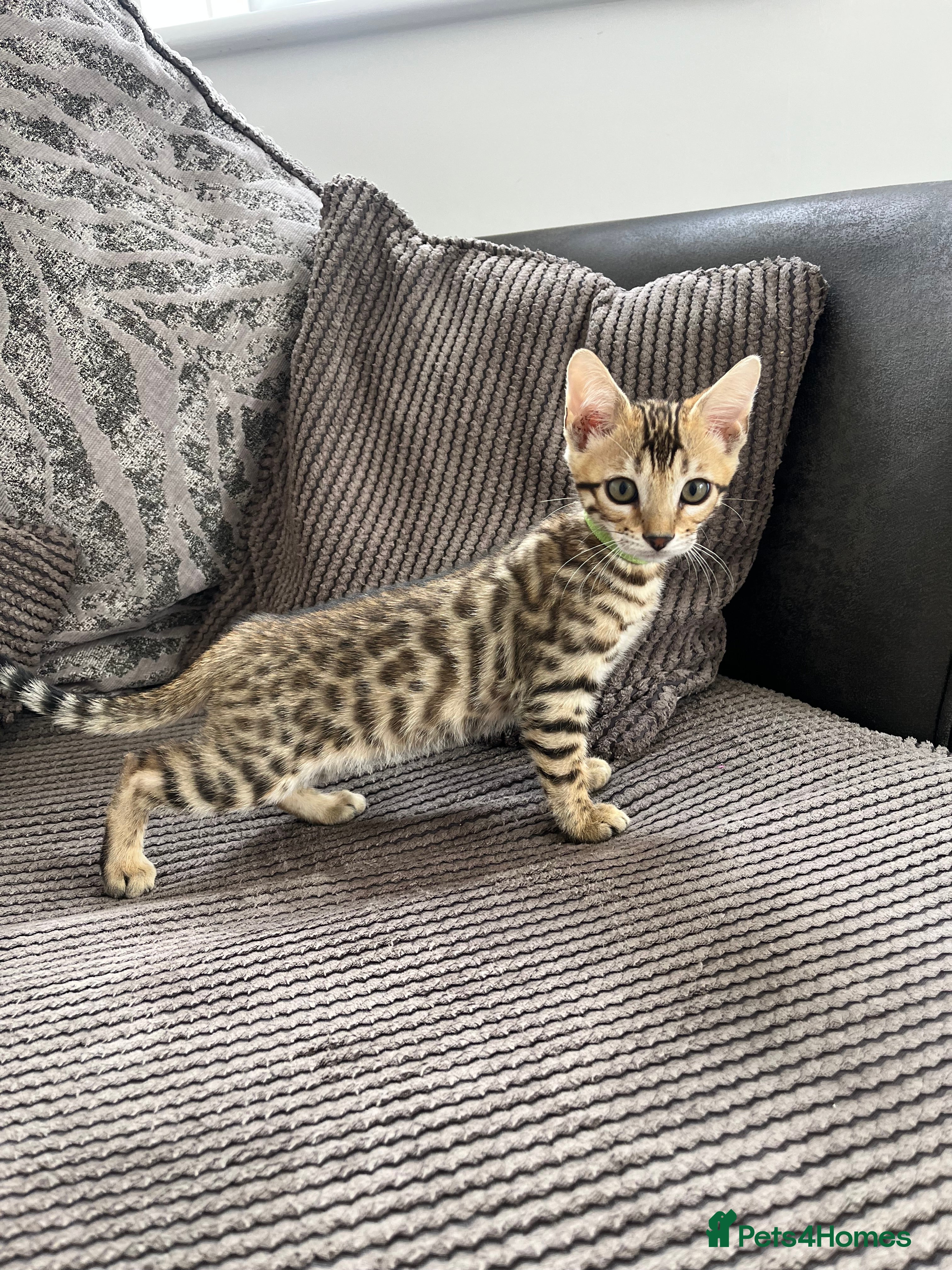 Bengal cats Stunning full pedigree registered bengal kittens  - Advert 2