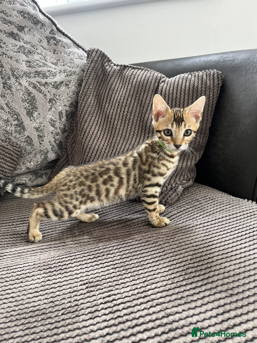 Bengal cats for sale: Stunning full pedigree registered bengal kittens  - Advert 2