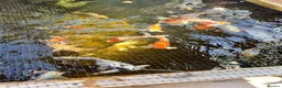 Koi Carp fish for sale: Mixed koi 5”-12” - Advert 1