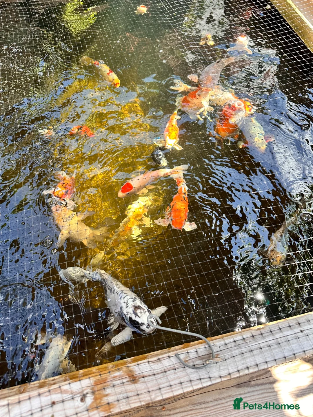 Koi Carp fish for sale: Mixed koi 5”-12” - Advert 1