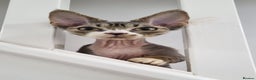 Devon Rex cats for sale: ❤️🐱Brown mackerel tabby Devon Rex ❤️🐱 - Advert 1