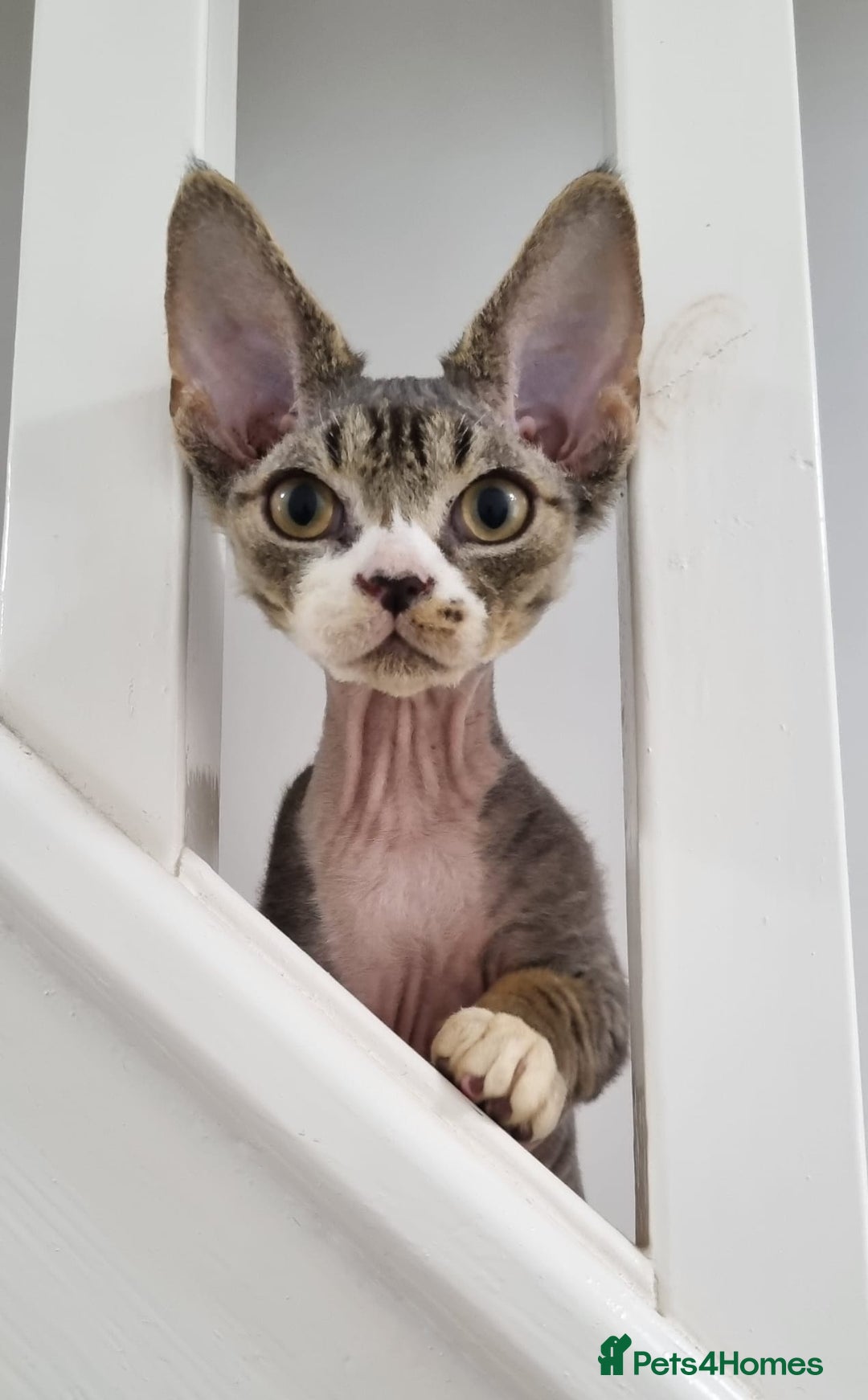 Devon Rex cats for sale: ❤️🐱Brown mackerel tabby Devon Rex ❤️🐱 - Advert 1