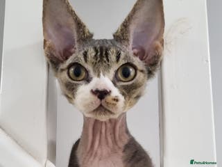 Devon Rex cats ❤️🐱Brown mackerel tabby Devon Rex ❤️🐱 - Advert 6