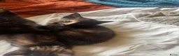 Mixed Breed cats for sale: Gorgeous tortoiseshell and tabby kittens - Advert 8