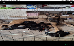 Mixed Breed dogs for sale: Puppy  - Image 2