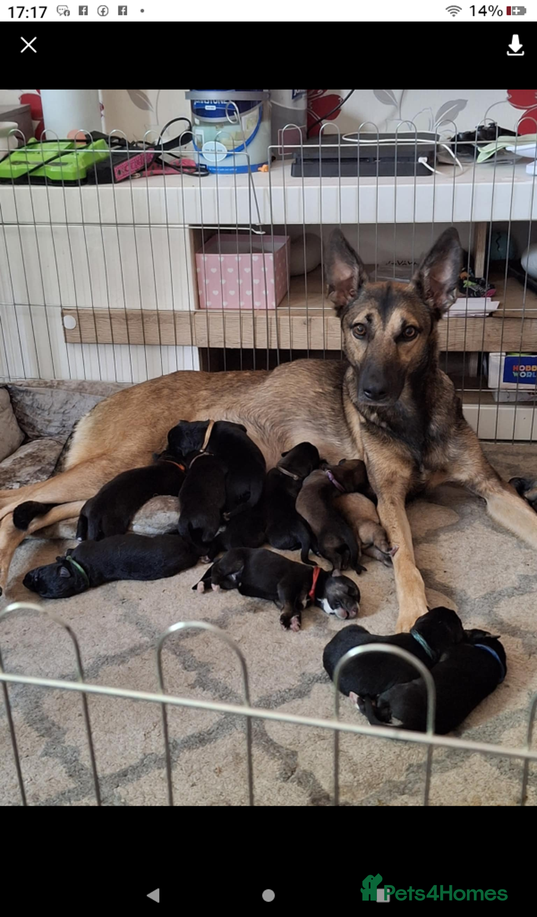 Mixed Breed dogs for sale: Puppy  - Image 2