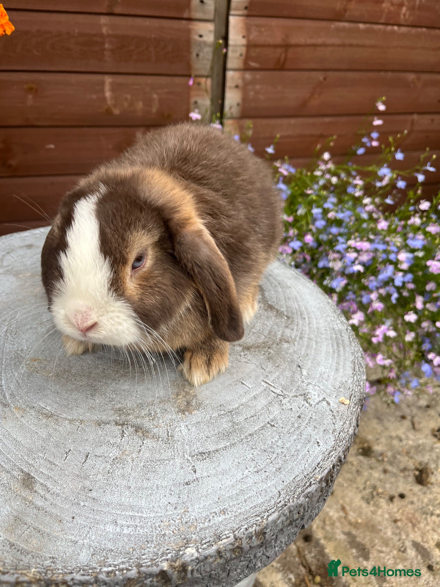 Mini Lop rabbits Gorgeous mini lop buck ready to go now   - Advert 14