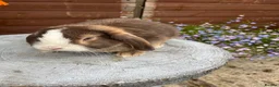 Mini Lop rabbits for sale: Gorgeous mini lop buck ready to go now   - Advert 1