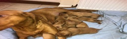 Hungarian Vizsla dogs for sale: Playfull and cheeky hungarian vizsla puppies  - Advert 4