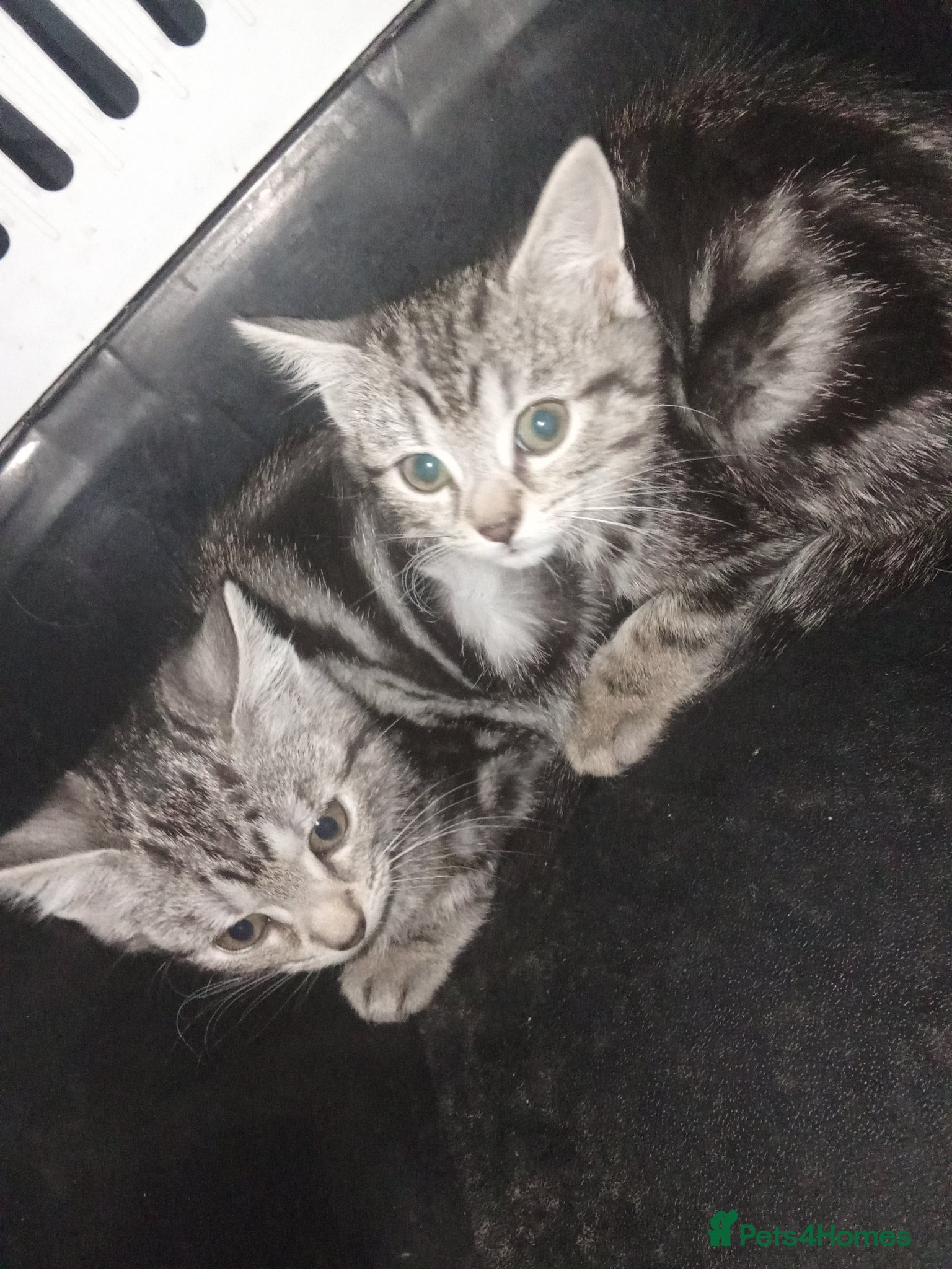 Mixed Breed cats Kittens for sale  - Advert 2