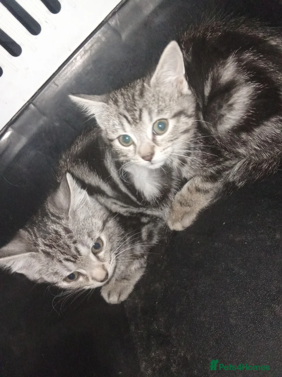 Mixed Breed cats for sale: Kittens for sale  - Advert 1