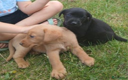 Labrador Retriever dogs for sale: Stunning labrador pups  - Image 7