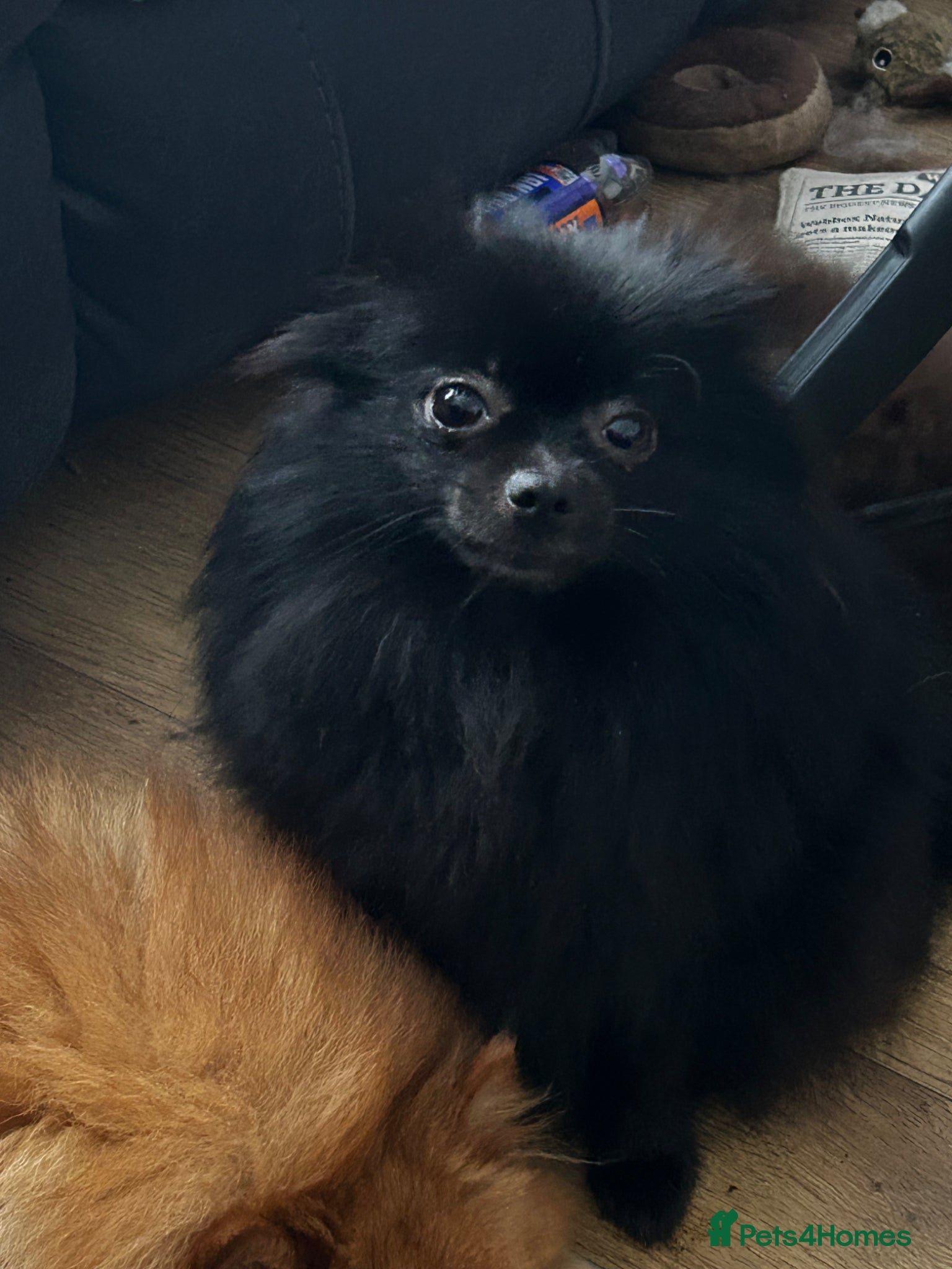 Pomeranian dogs 2 beautiful pom puppies  - Advert 6