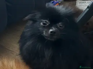 Pomeranian dogs 2 beautiful pom puppies - Advert 10