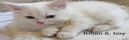 Siberian cats for sale: Beautiful Blue-Eyed Siberian Kittens - Advert 20