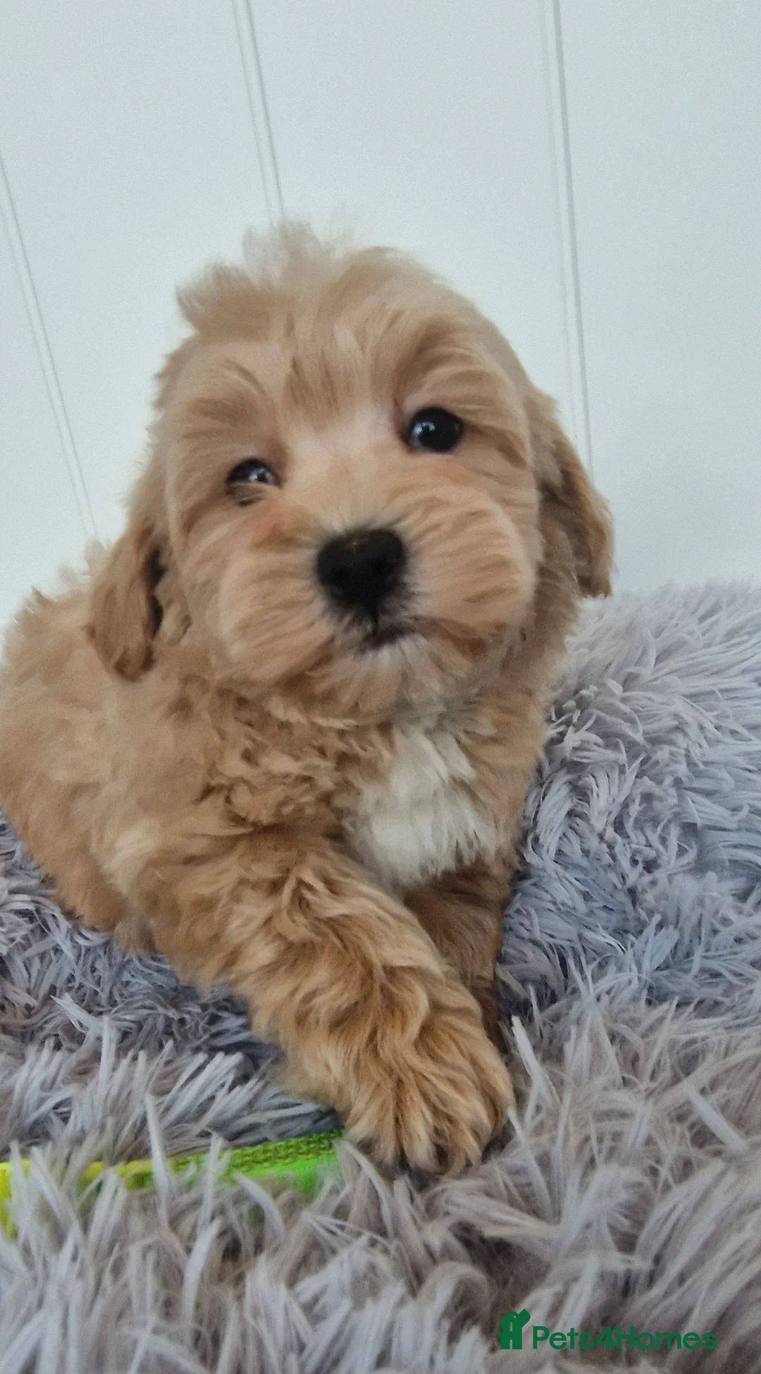 Maltipoo dogs for sale:  Beautiful health clear Maltipoo's - Advert 8