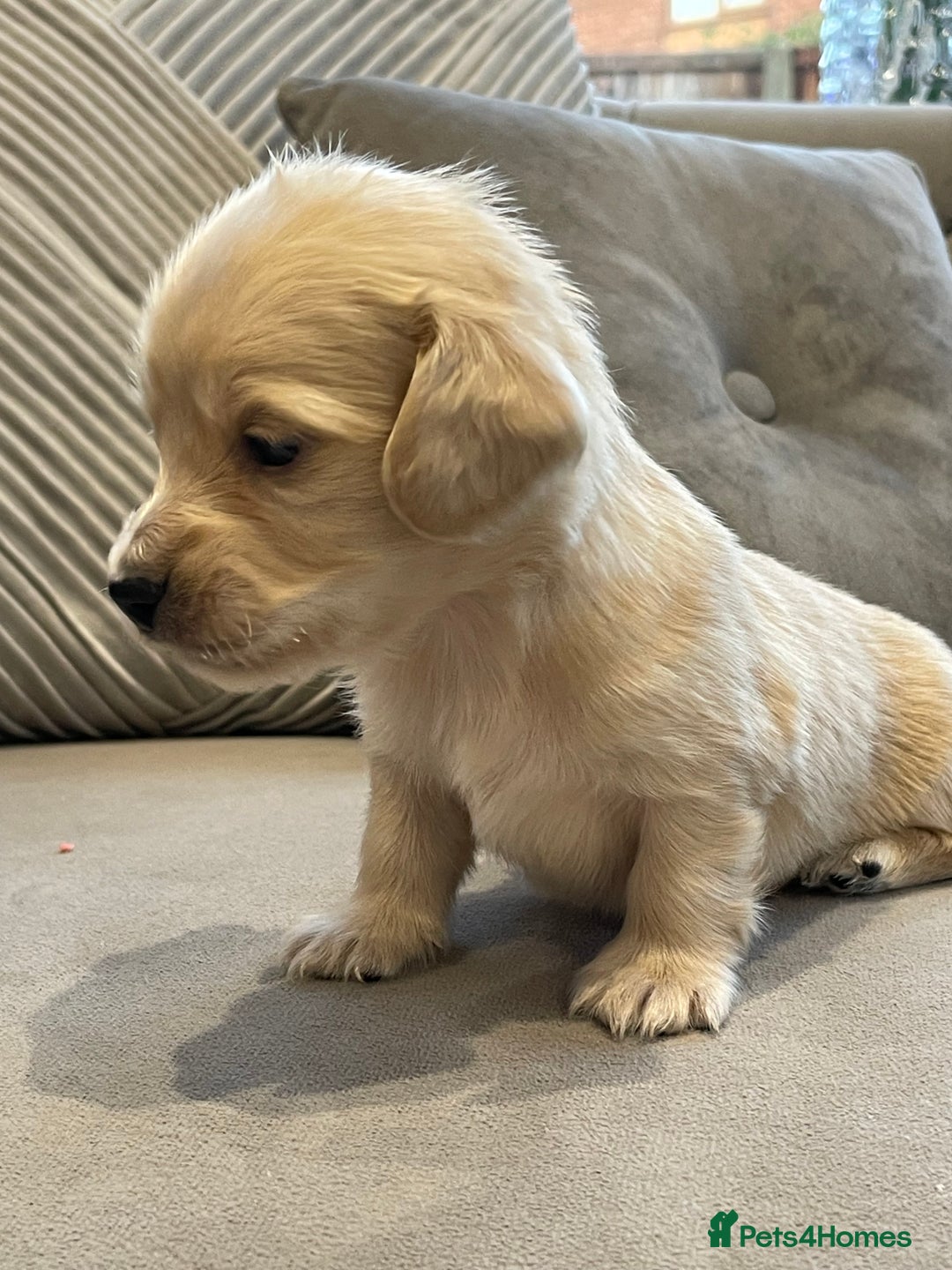 Miniature Dachshund dogs for sale: Miniature Dash hound long haired English  cream - Advert 18