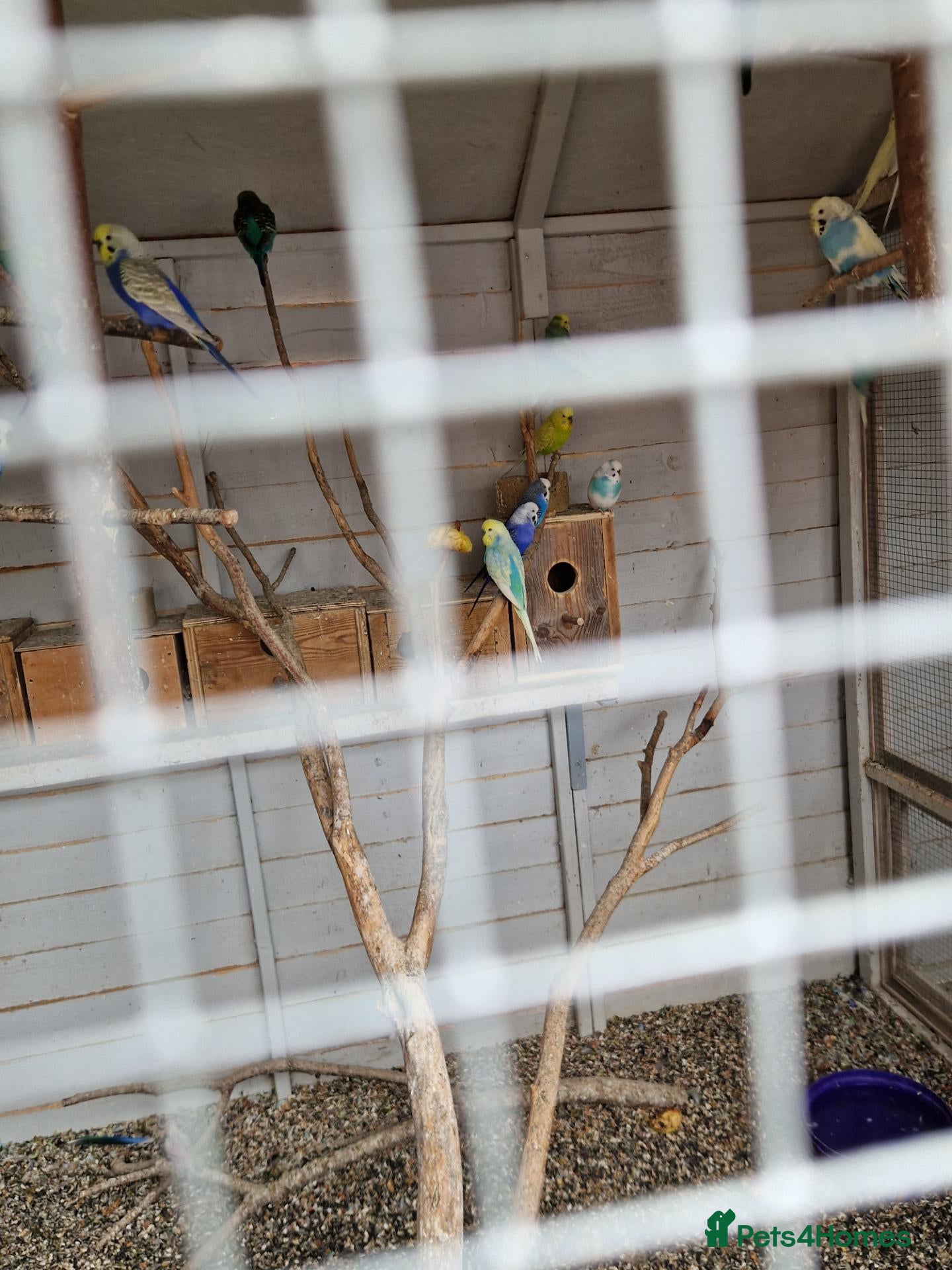 Lovebirds birds budgies - Advert 24
