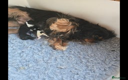 Cavalier King Charles Spaniel dogs for sale: KC Reg Female Cavalier  - Advert 7