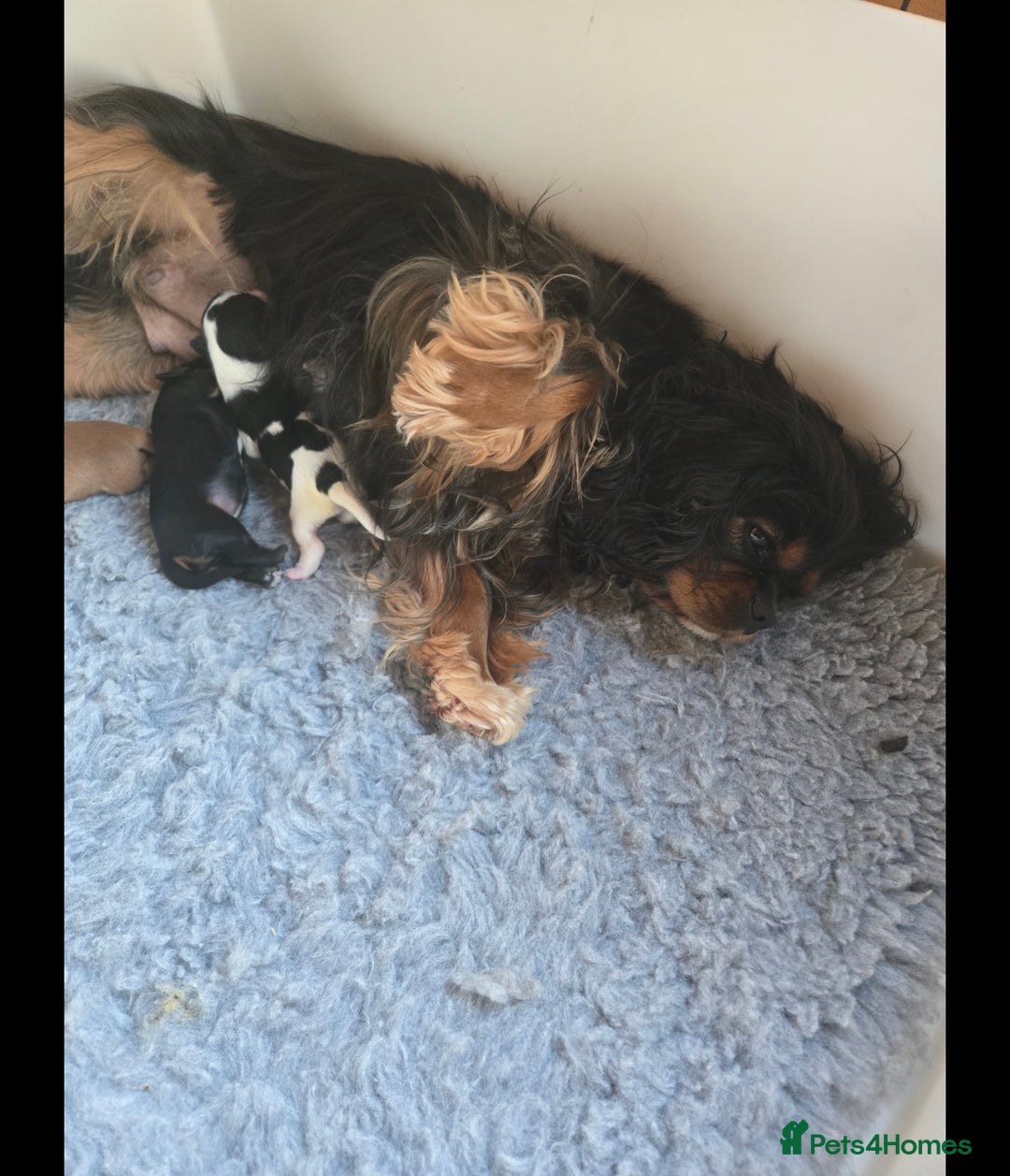 Cavalier King Charles Spaniel dogs for sale: KC Reg Female Cavalier  - Advert 7