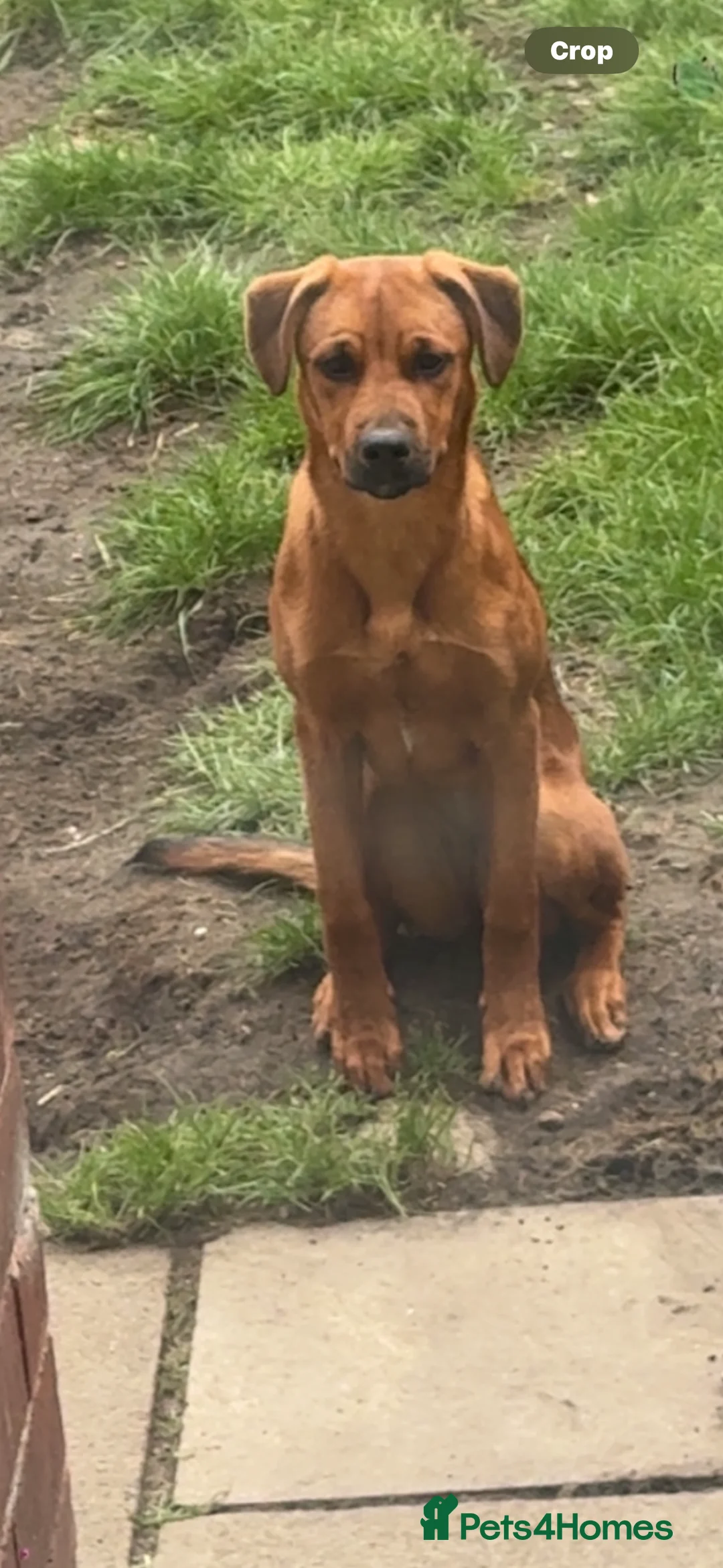 Mixed Breed dogs for sale: Lola is looking for her forever home  - Advert 5