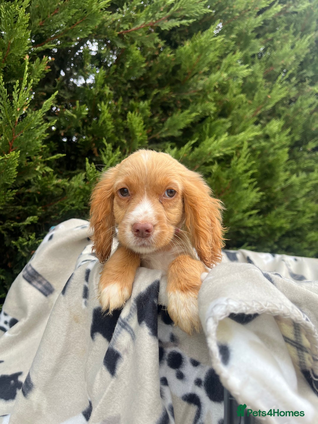 Cocker Spaniel dogs for sale: Five beautiful cocker spaniels - Image 12