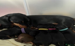 Miniature Dachshund dogs for sale: Black and Tan miniature dachshunds  - Advert 6