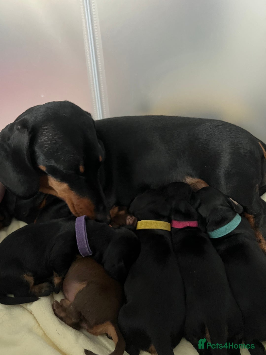 Miniature Dachshund dogs for sale: Black and Tan miniature dachshunds  - Advert 6