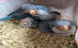 Parakeets birds for sale: Baby Quaker parrots boys and girls available  - Image 11