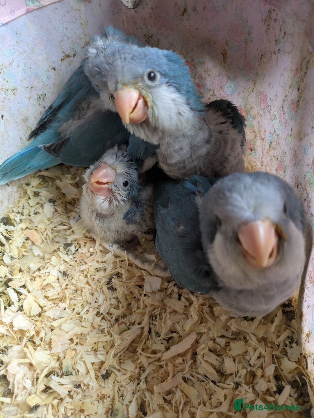 Parakeets birds for sale: Baby Quaker parrots boys and girls available  - Image 11